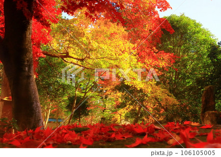 西林寺（兵庫県西脇市）仏教寺院の紅葉 106105005