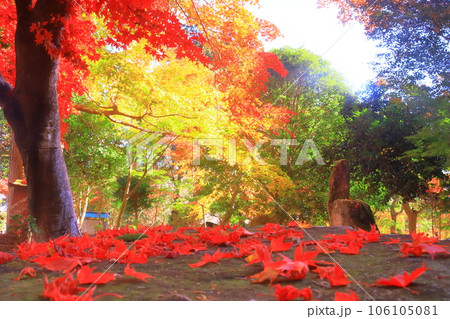 西林寺(兵庫県西脇市)仏教寺院の紅葉 西林寺(兵庫県西脇市)仏教寺院の紅葉 106105081