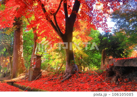 西林寺(兵庫県西脇市)仏教寺院の紅葉 西林寺(兵庫県西脇市)仏教寺院の紅葉 106105085