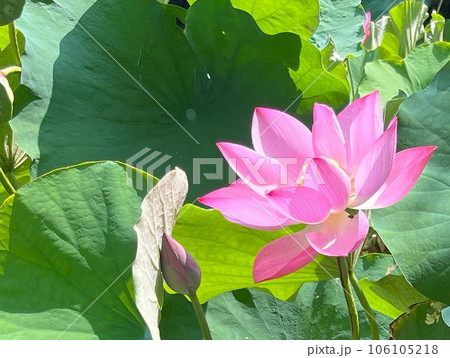 蓮の花 蓮の花 106105218
