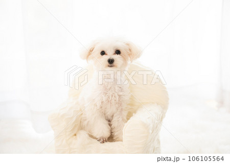 窓辺の白いソファーにのったマルプーの仔犬 窓辺の白いソファーにのったマルプーの仔犬 106105564