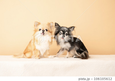 お座りした2匹のチワワ お座りした2匹のチワワ 106105612