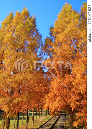 日本へそ公園(東経135度と北緯35度が交差する「 日本のへそ 」)の紅葉 日本へそ公園(東経135度と北緯35度が交差する「 日本のへそ 」)の紅葉 106105625