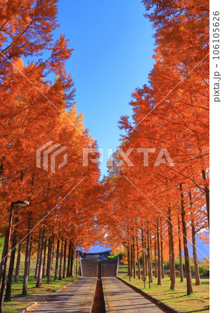 日本へそ公園(東経135度と北緯35度が交差する「 日本のへそ 」)の紅葉 日本へそ公園(東経135度と北緯35度が交差する「 日本のへそ 」)の紅葉 106105626