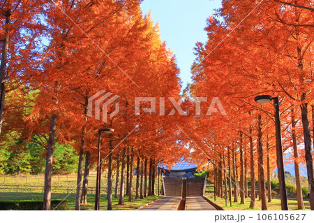 日本へそ公園（東経135度と北緯35度が交差する「 日本のへそ 」）の紅葉 106105627