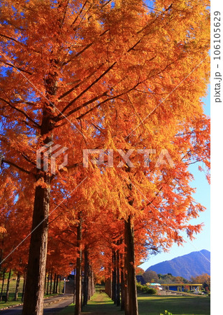 日本へそ公園（東経135度と北緯35度が交差する「 日本のへそ 」）の紅葉 106105629