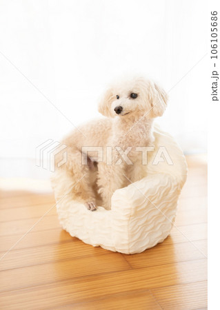窓辺の白いソファーにのったトイプードルの三八朗 窓辺の白いソファーにのったトイプードルの三八朗 106105686