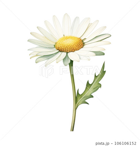 pink watercolor daisy flower gradient pastel isolation on white transparent 106106152