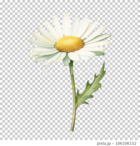 pink watercolor daisy flower gradient pastel isolation on white transparent 106106152