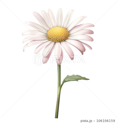 pink watercolor daisy flower gradient pastel isolation on white transparent 106106159