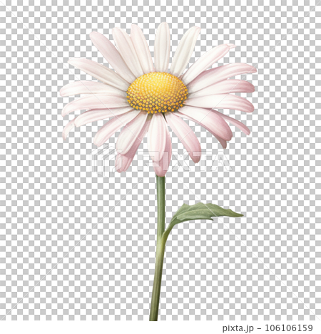 pink watercolor daisy flower gradient pastel isolation on white transparent 106106159