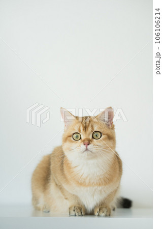 gold british cat kitten on white background gold british cat kitten on white background 106106214