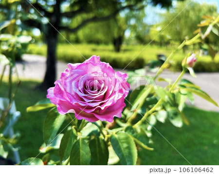 公園内に咲くピンクのバラ 公園内に咲くピンクのバラ 106106462