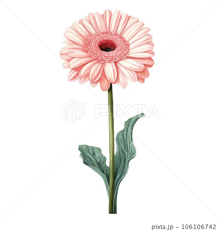 gerbera flower isolated on white background 106106742
