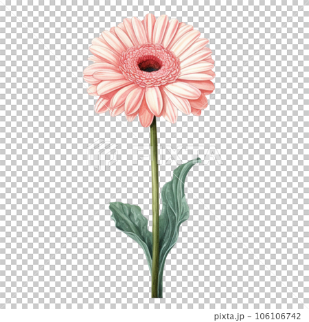 gerbera flower isolated on white background 106106742