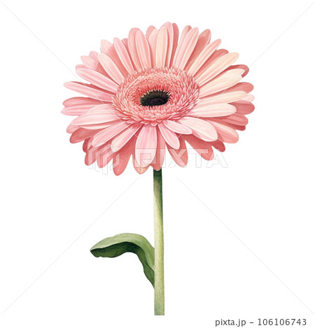 gerbera flower isolated on white background gerbera flower isolated on white background 106106743