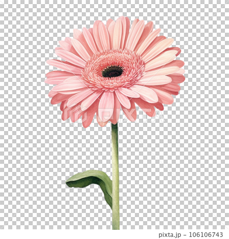 gerbera flower isolated on white background 106106743