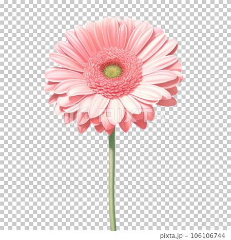 gerbera flower isolated on white background gerbera flower isolated on white background 106106744