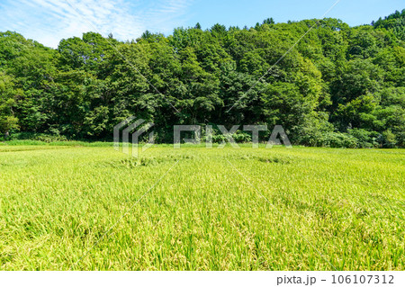 北海道月形町奥地の水田地帯 北海道月形町奥地の水田地帯 106107312