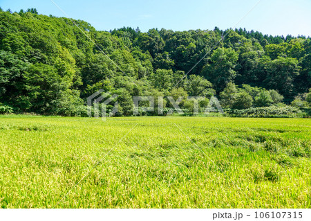 北海道月形町奥地の水田地帯 北海道月形町奥地の水田地帯 106107315