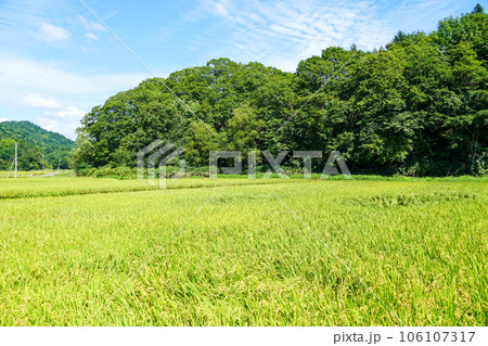 北海道月形町奥地の水田地帯 106107317