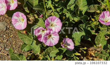 Convolvulus arvensis 106107332