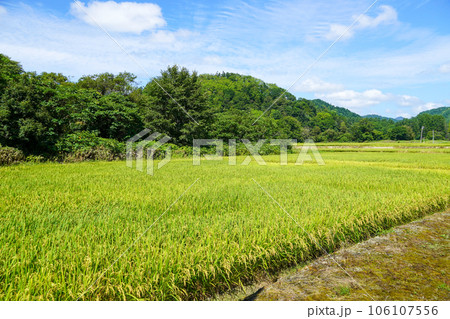 北海道月形町奥地の水田地帯 北海道月形町奥地の水田地帯 106107556