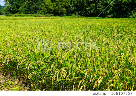 北海道月形町奥地の水田地帯 106107557