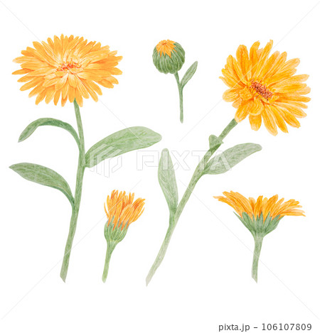 Set of orange calendula officinalis watercolor hand drawn illustrations. Botanical elements for labels, eco goods, textiles, natural herbal medicine, healthy tea, cosmetics and homeopatic remedies. Set of orange calendula officinalis watercolor hand drawn illustrations. Botanical elements for labels, eco goods, textiles, natural herbal medicine, healthy tea, cosmetics and homeopatic remedies. 106107809