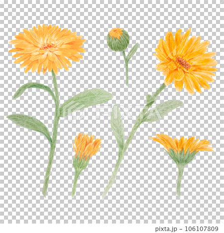Set of orange calendula officinalis watercolor hand drawn illustrations. Botanical elements for labels, eco goods, textiles, natural herbal medicine, healthy tea, cosmetics and homeopatic remedies. Set of orange calendula officinalis watercolor hand drawn illustrations. Botanical elements for labels, eco goods, textiles, natural herbal medicine, healthy tea, cosmetics and homeopatic remedies. 106107809