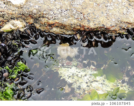 イソギンチャク 106107845