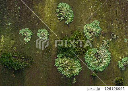 background, texture - surface covered with lichens and moss 106108045