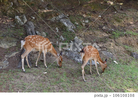 金華山の鹿　宮城 106108108