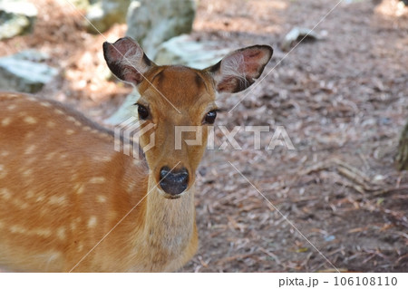 金華山の鹿　宮城 106108110