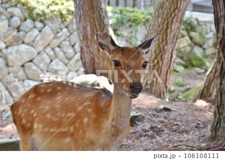 金華山の鹿　宮城 106108111