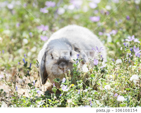 Lop rabbit in garden Lop rabbit in garden 106108154