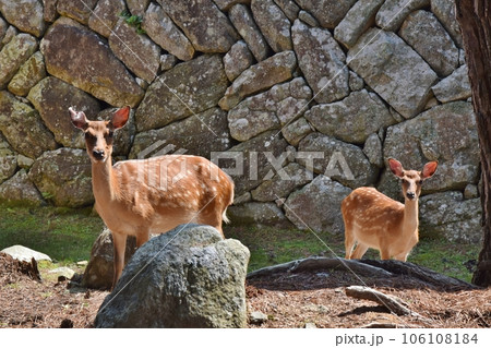 金華山の鹿　宮城 106108184
