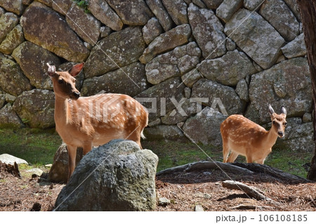 金華山の鹿　宮城 106108185