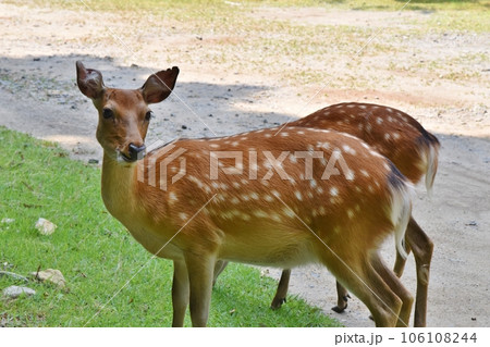 金華山の鹿　宮城 106108244