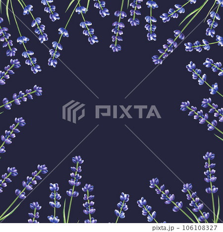 Watercolor frame with lavender illustration isolated on white background. Detail of beauty products and botany set, cosmetology and medicine. For designers, spa decoration, postcards, wrapping paper Watercolor frame with lavender illustration isolated on white background. Detail of beauty products and botany set, cosmetology and medicine. For designers, spa decoration, postcards, wrapping paper 106108327