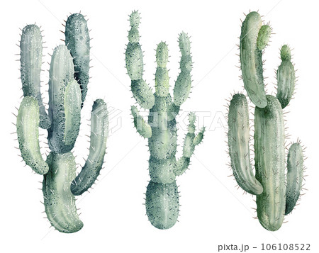 Watercolor illustration of cacti isolated on white background. Floral illustrations for your projects, greeting cards and invitations. 106108522
