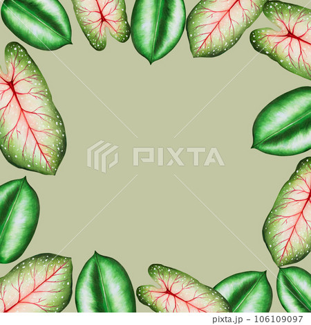 Watercolor frame with realistic tropical leafs. Illustration of monstera, caladium , ficus leafs isolated on white background. Beautiful botanical hand painted floral elements. For designers, spa 106109097