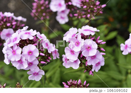 Light pink phlox flowers in the summer garden. Polemoniaceae. 106109102