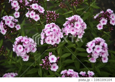 Light pink phlox flowers in the summer garden. Polemoniaceae. Light pink phlox flowers in the summer garden. Polemoniaceae. 106109104