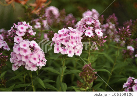 Light pink phlox flowers in the summer garden. Polemoniaceae. Light pink phlox flowers in the summer garden. Polemoniaceae. 106109106