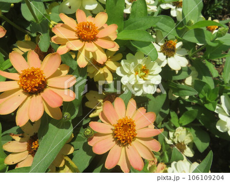 花壇に咲く百日草 106109204
