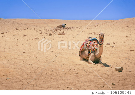 Lonely camel or dromedary in the Giza desert 106109345