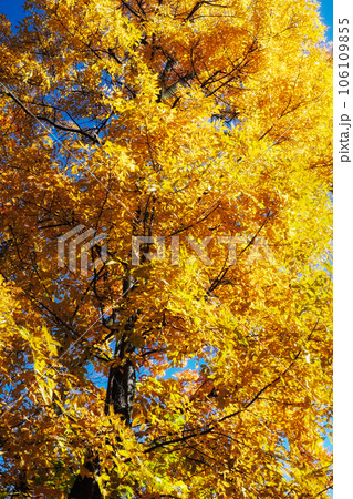 Yellow maple against the sky. Beautiful autumn tree. 106109855