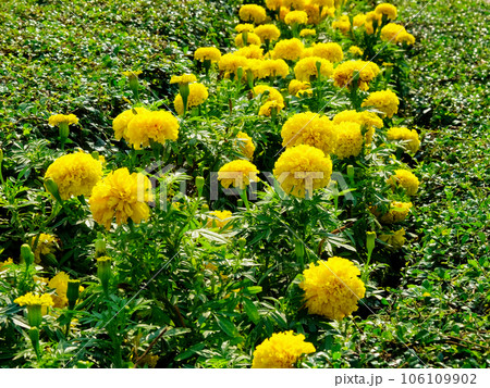 A flower bed with many yellow marigolds flowers. A flower bed with many yellow marigolds flowers. 106109902