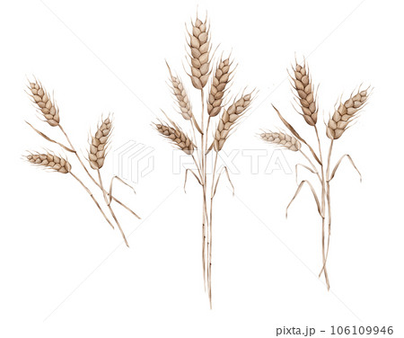 Ears of wheat. Autumn harvest, crops. Watercolor hand painting illustration on isolate white background. For design bakery, home products, packaging, restaurant menu element, recipe cooking book 106109946